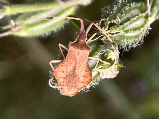 Syromastus rhombeus - vitorlás karimáspoloska