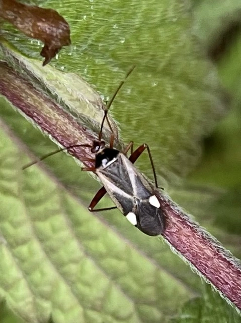 Adelphocoris reichelii