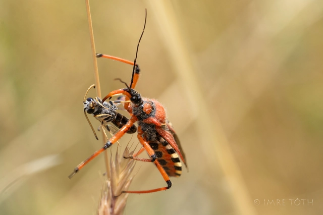 Rhynocoris iracundus - közönséges gyilkospoloska