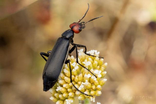 Epicauta rufidorsum - hollóbogár