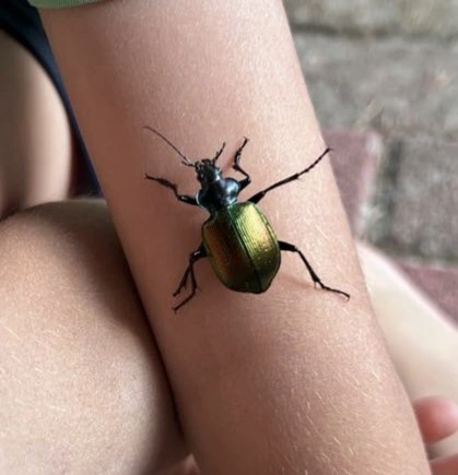 Calosoma sycophanta - aranyos bábrabló