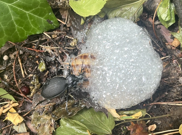 Carabus coriaceus - bőrfutrinka