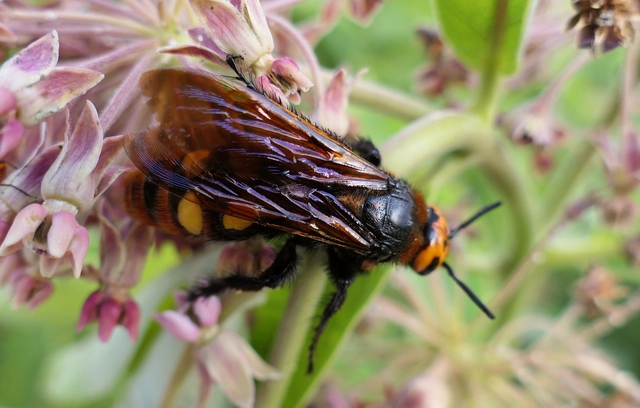 Megascolia maculata - óriás-tőrösdarázs