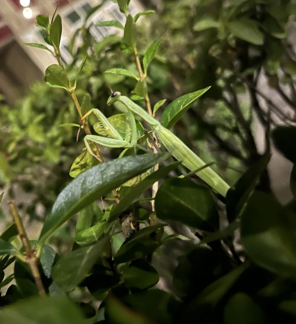Mantis religiosa - imádkozósáska