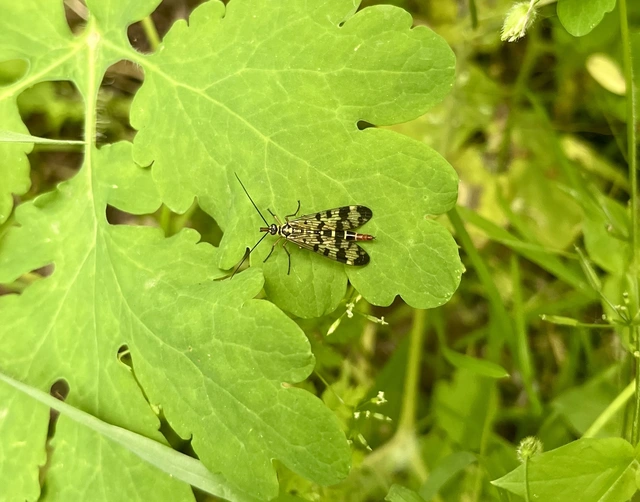 Panorpa communis/vulgaris