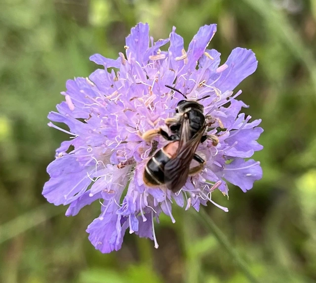 Andrena hattorfiana