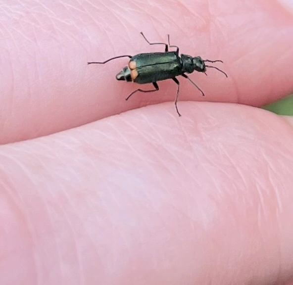 Malachius bipustulatus - kétfoltos bibircsesbogár
