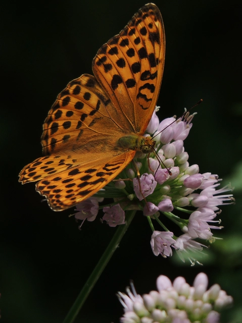 Argynnis paphia - nagy gyöngyházlepke