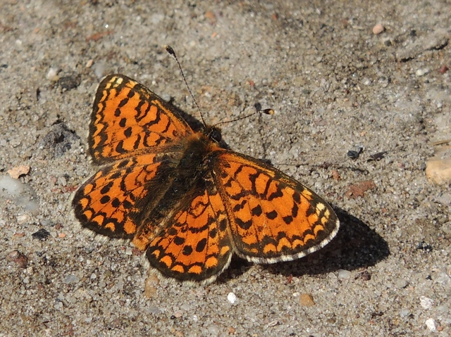 Melitaea trivia - kis tarkalepke