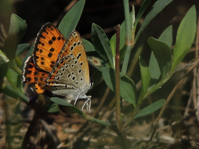 Lycaena thersamon - kis tűzlepke