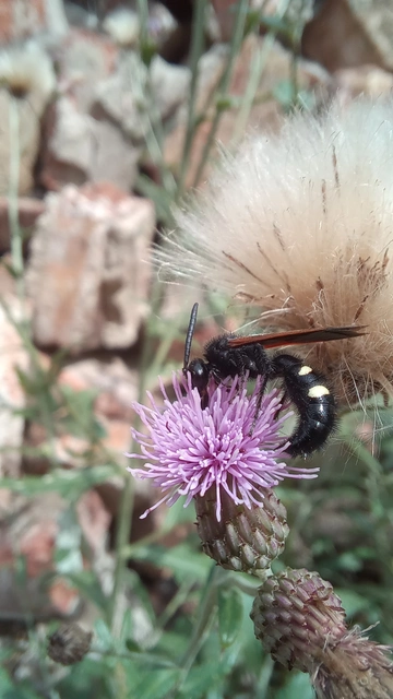 Scolia sexmaculata - négyfoltos tőrösdarázs