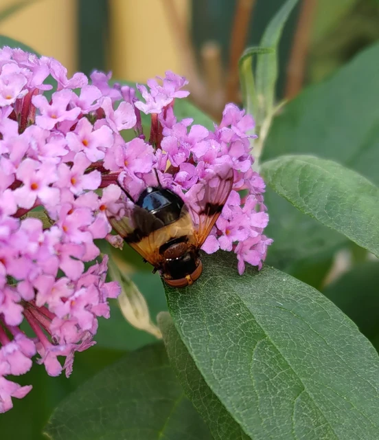 Volucella pellucens - üvegpotrohú pihelégy