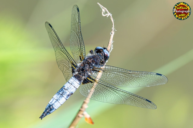 Libellula fulva - kisfoltos laposacsa