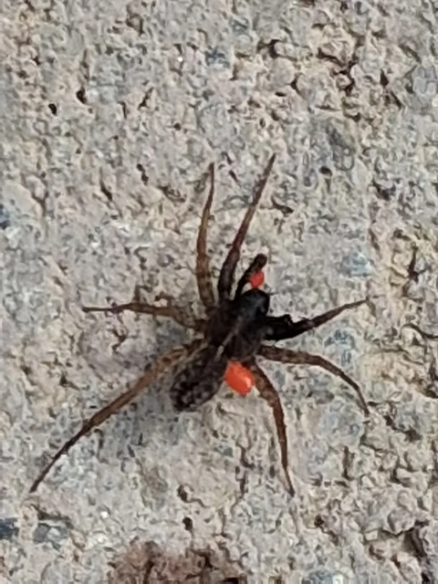Pardosa