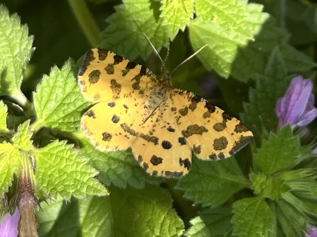 Pseudopanthera macularia - párducfoltos araszoló