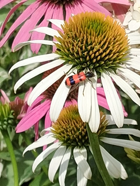Trichodes apiarius - szalagos méhészbogár