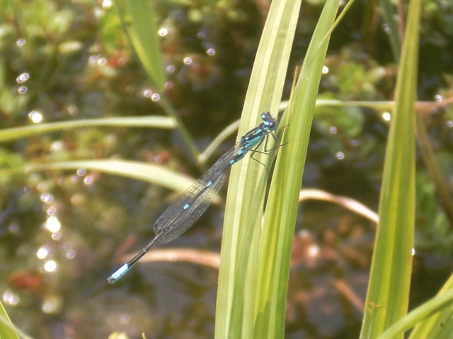 Coenagrion pulchellum - karcsú légivadász