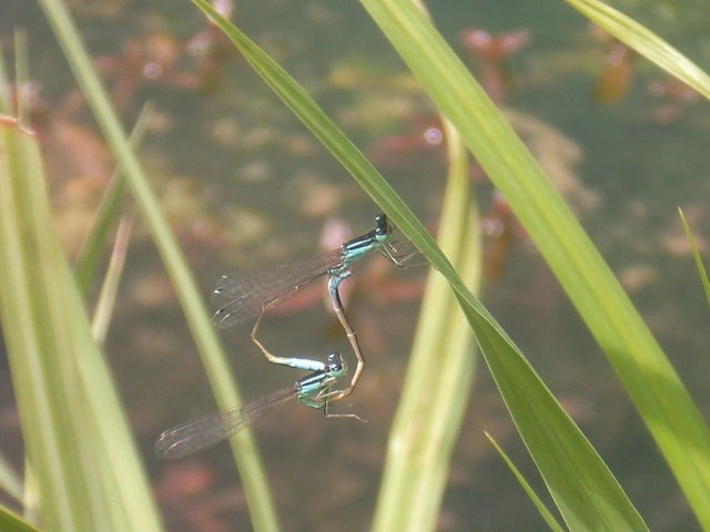 Ischnura elegans pontica - kéköves légivadász
