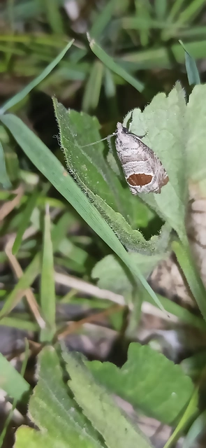 Notocelia uddmanniana - málnasodró tükrösmoly