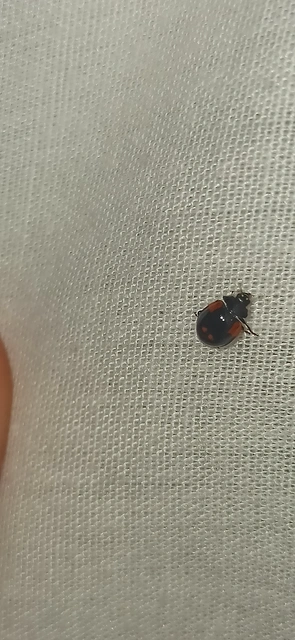 Adalia bipunctata - kétpettyes katica