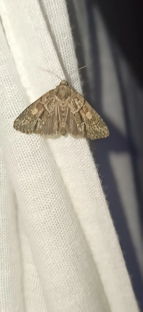 Cryphia fraudatricula - homoki zuzmóbagoly
