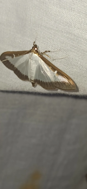 Cydalima perspectalis - puszpáng-tűzmoly