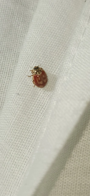 Harmonia quadripunctata - négypettyes katica