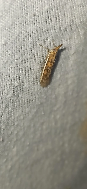Etiella zinckenella - akácmoly