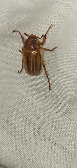 Amphimallon solstitiale - bordás sárgacserebogár