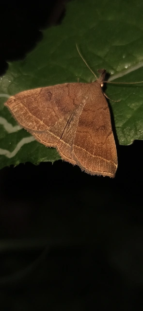 Pechipogo plumigeralis - tollascsápú karcsúbagoly