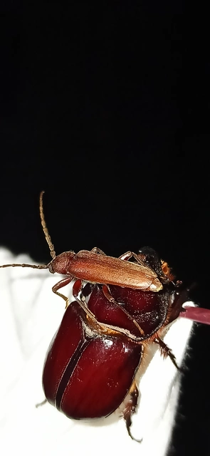 Arhopalus rusticus - gödrösnyakú cincér