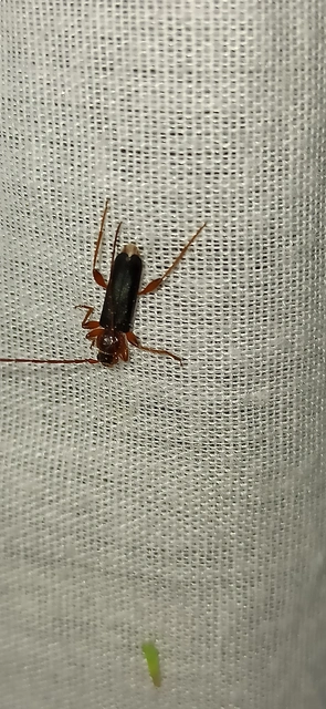 Phymatodes testaceus - változékony korongcincér
