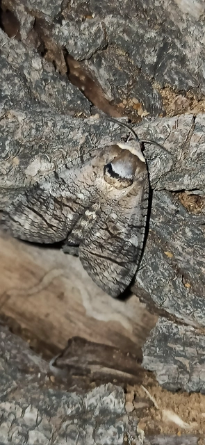Cossus cossus - fűzfarontólepke
