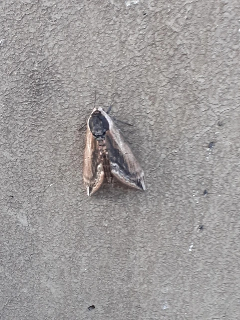 Sphinx ligustri - fagyalszender