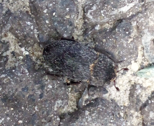 Dermestes laniarius - gyászos porva Dermestes laniarius - gyászos porva
