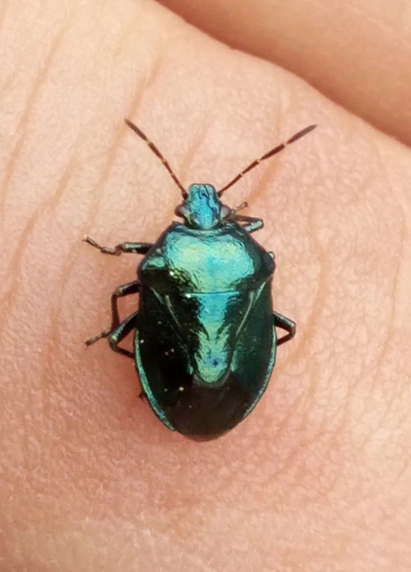 Zicrona caerulea - acélkék poloska Zicrona caerulea - acélkék poloska