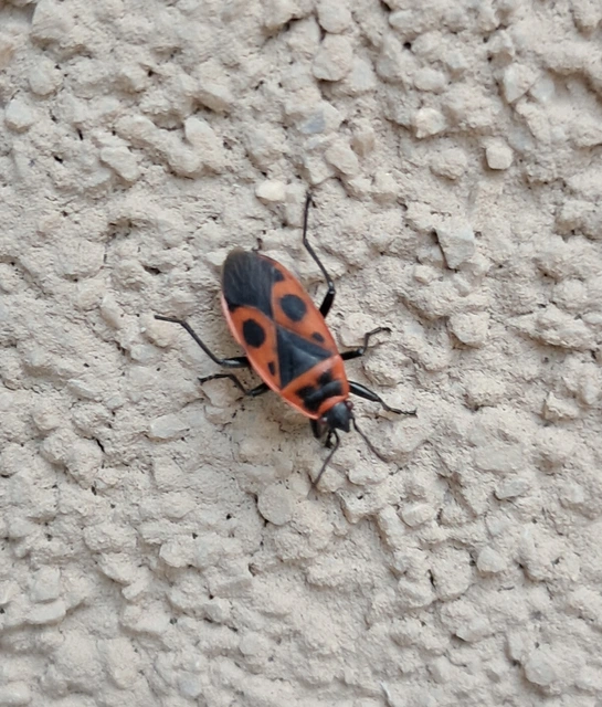 Pyrrhocoris apterus - verőköltő poloska