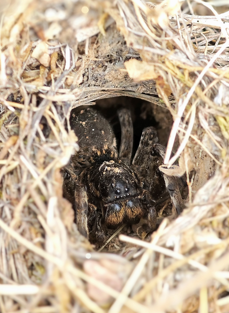 Geolycosa vultuosa - pokoli cselőpók