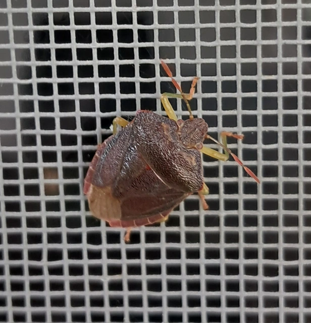 Palomena Palomena