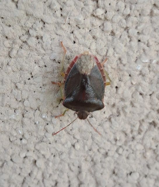 Palomena Palomena