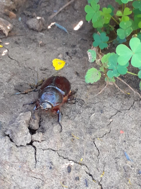 Oryctes nasicornis - orrszarvú bogár