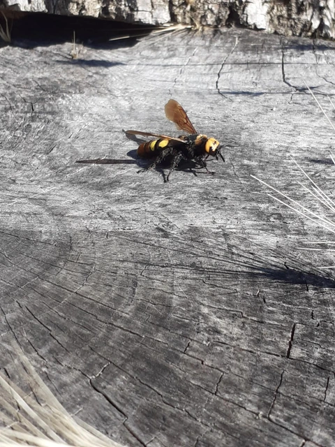 Megascolia maculata - óriás-tőrösdarázs
