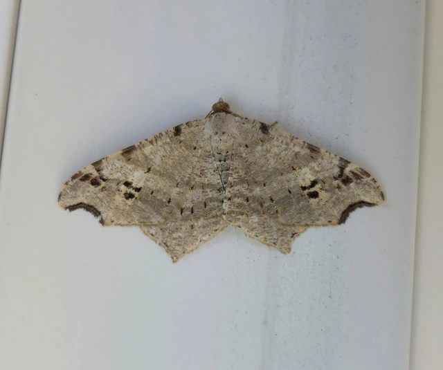 Macaria alternata - közönséges szürkearaszoló