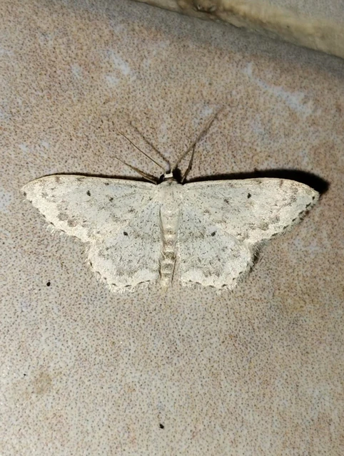 Scopula marginepunctata - pettyes sávosaraszoló