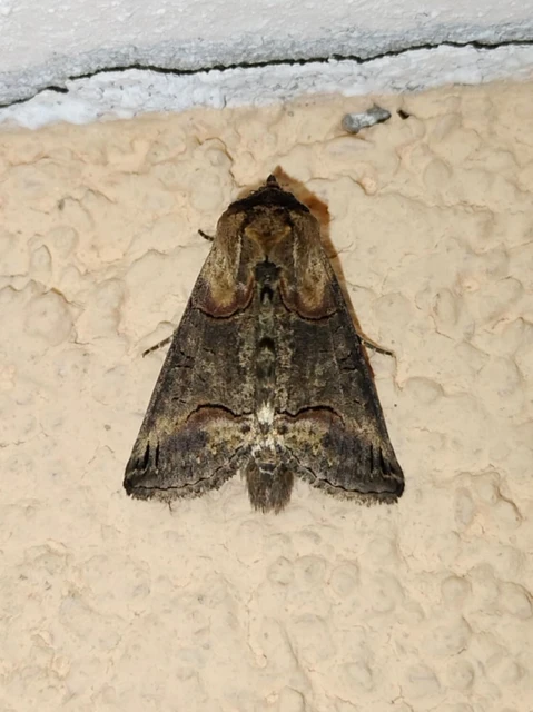 Abrostola triplasia - közönséges csalánbagoly