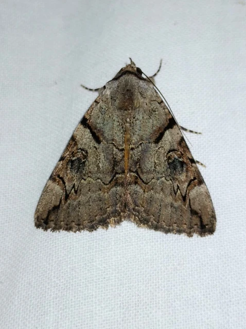 Catocala hymenaea - kökény-övesbagoly