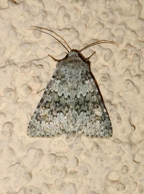 Hecatera dysodea - parajbagoly
