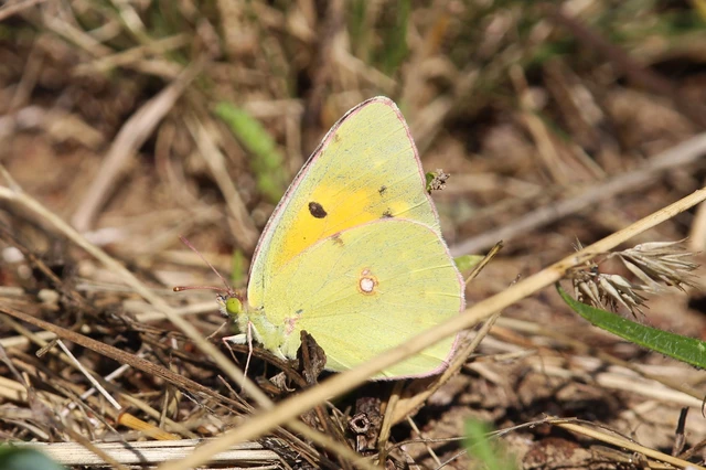 Colias croceus - sáfránylepke