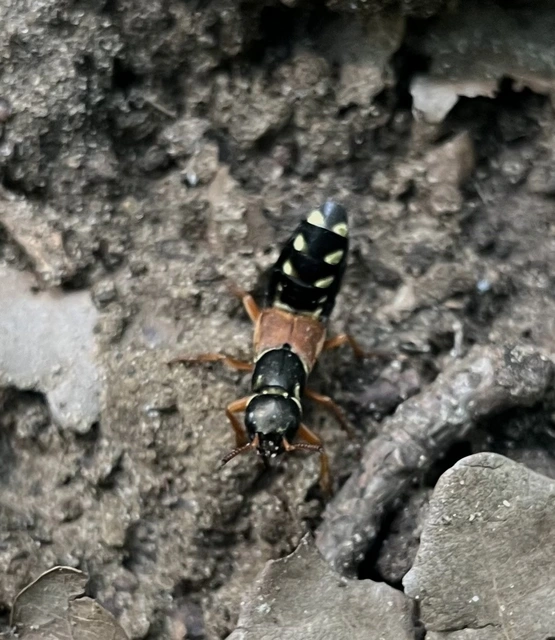 Staphylinus caesareus - aranysujtásos holyva