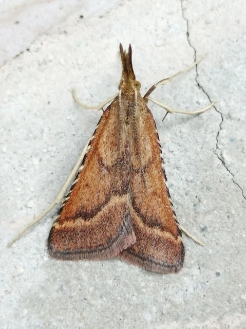 Synaphe punctalis - hosszúlábú fényilonca
